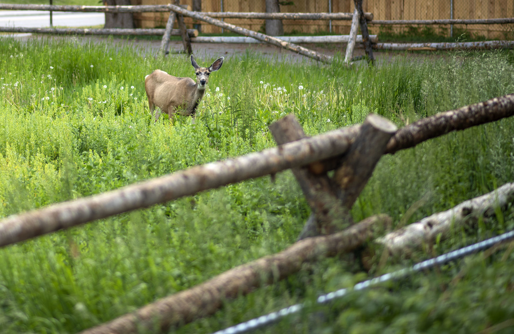 Urban deer